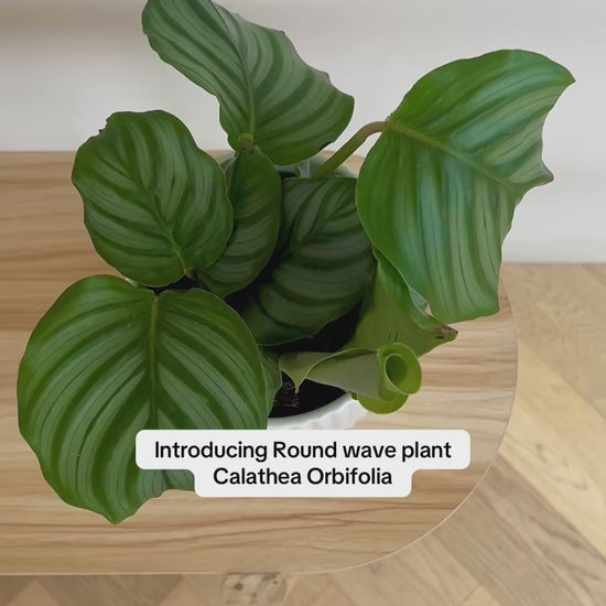 Calathea Orbifolia Round Wave Plant Pet Friendly in matching White Ribbed Ceramic Pot 14cm