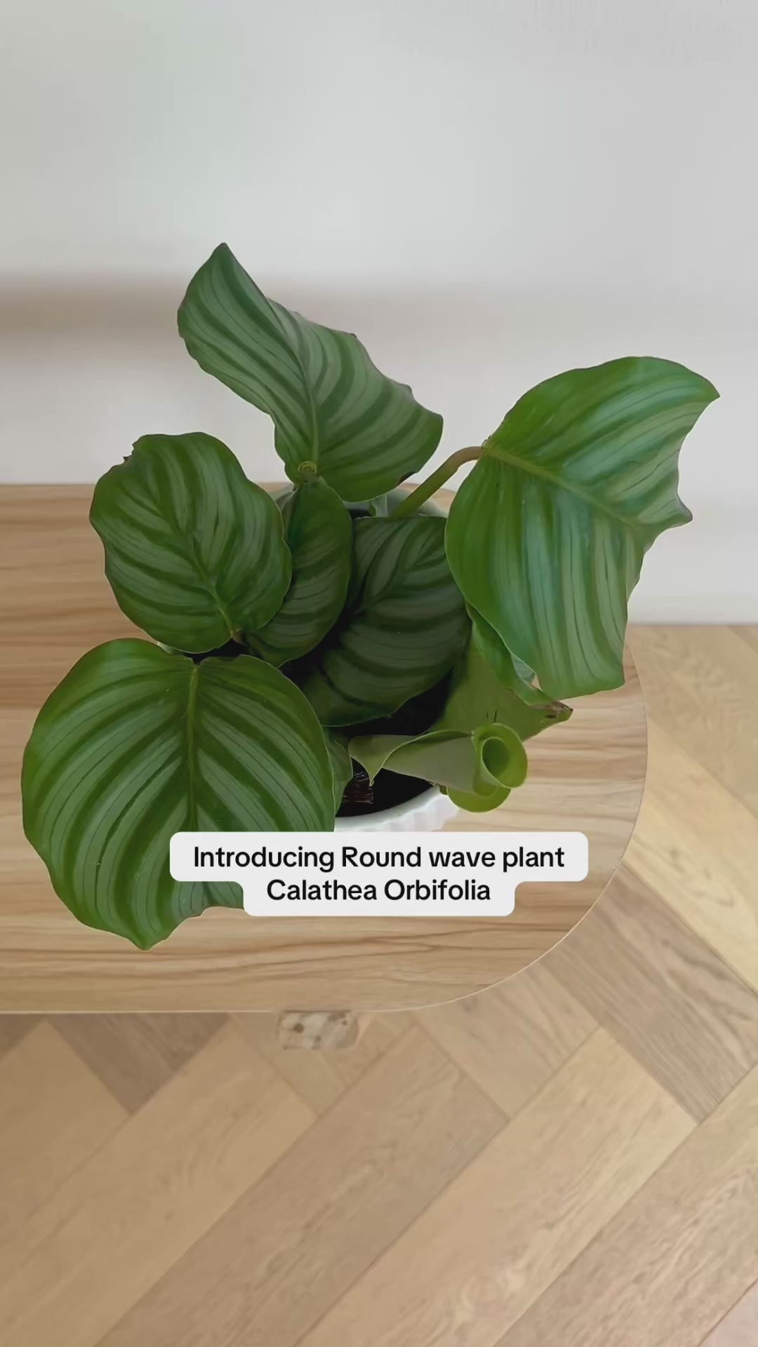 Calathea Orbifolia Round Wave Plant Pet Friendly in matching White Ribbed Ceramic Pot 14cm