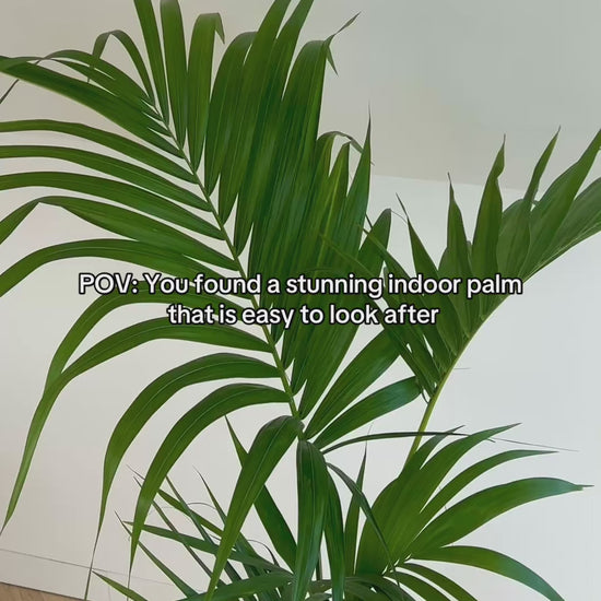 Kentia Palm (Howea Forsteriana) 24cm indoor plant in grey concrete pot