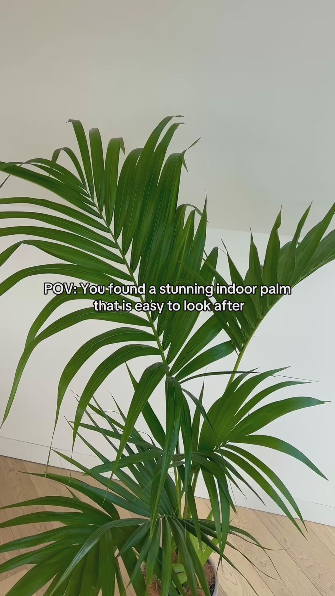 Kentia Palm (Howea Forsteriana) 24cm indoor plant in grey concrete pot