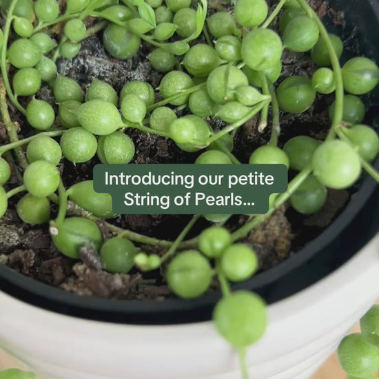 String of Pearls (Senecio Rowleyanus) 10cm in Beige Coil Ceramic Pot 10cm trailing plant Boho Chic