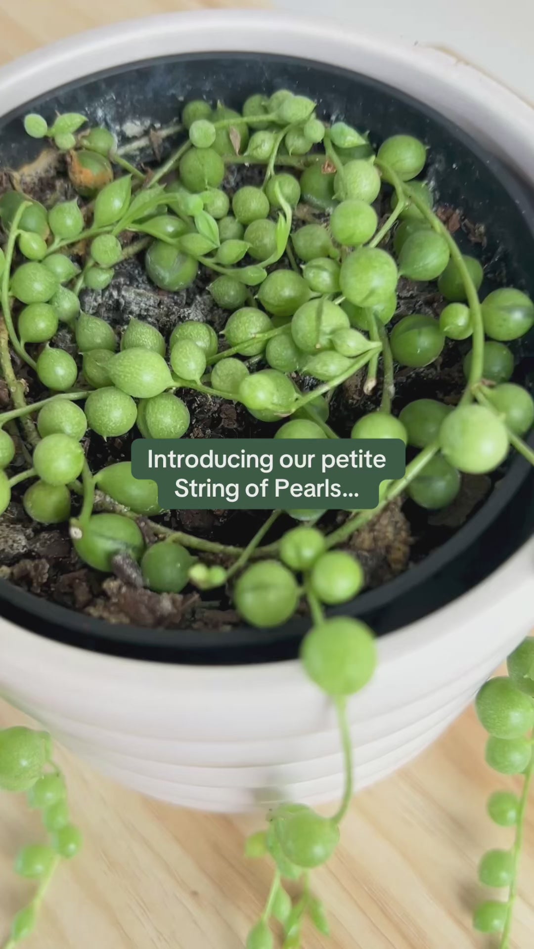 String of Pearls (Senecio Rowleyanus) 10cm in Beige Coil Ceramic Pot 10cm trailing plant Boho Chic