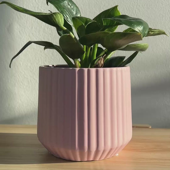 Blush Pink Ribbed Ceramic Plant Pot 12cm with philodendron birkin plant