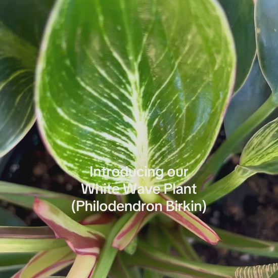 Philodendron Birkin White Wave Plant in Olive Green Ceramic Pot and Diamond Braided Macrame Plant Hanger. Boho Chic Decor