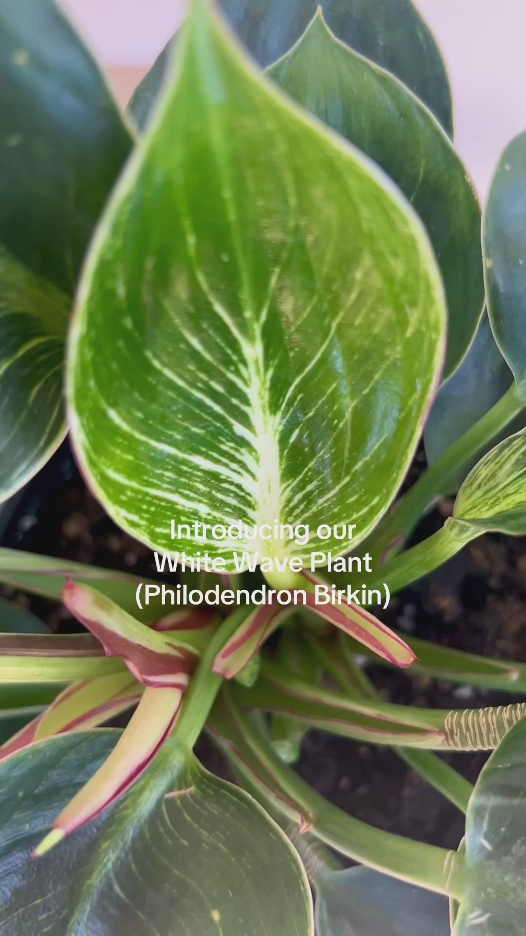 Philodendron Birkin White Wave Plant in Olive Green Ceramic Pot and Diamond Braided Macrame Plant Hanger. Boho Chic Decor