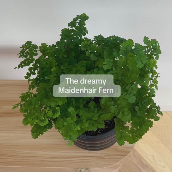 Maidenhair Fern (Adiantum Fragrans) 19cm