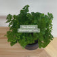Maidenhair Fern (Adiantum Fragrans) 19cm