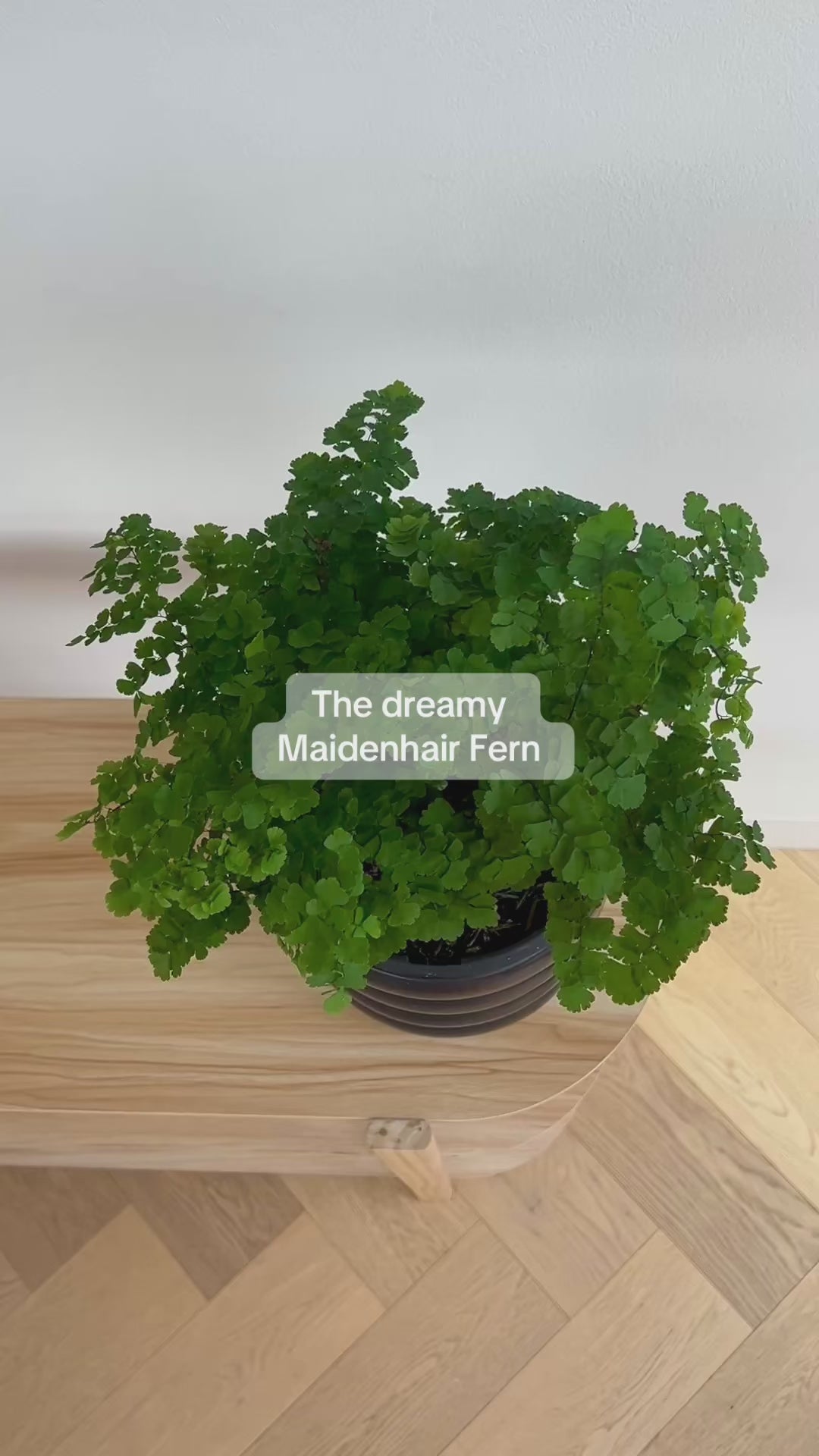 Maidenhair Fern (Adiantum Fragrans) 19cm