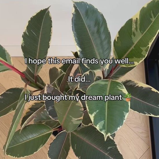 Ficus Elastica Ruby Tinneke Rubber Plant 24cm