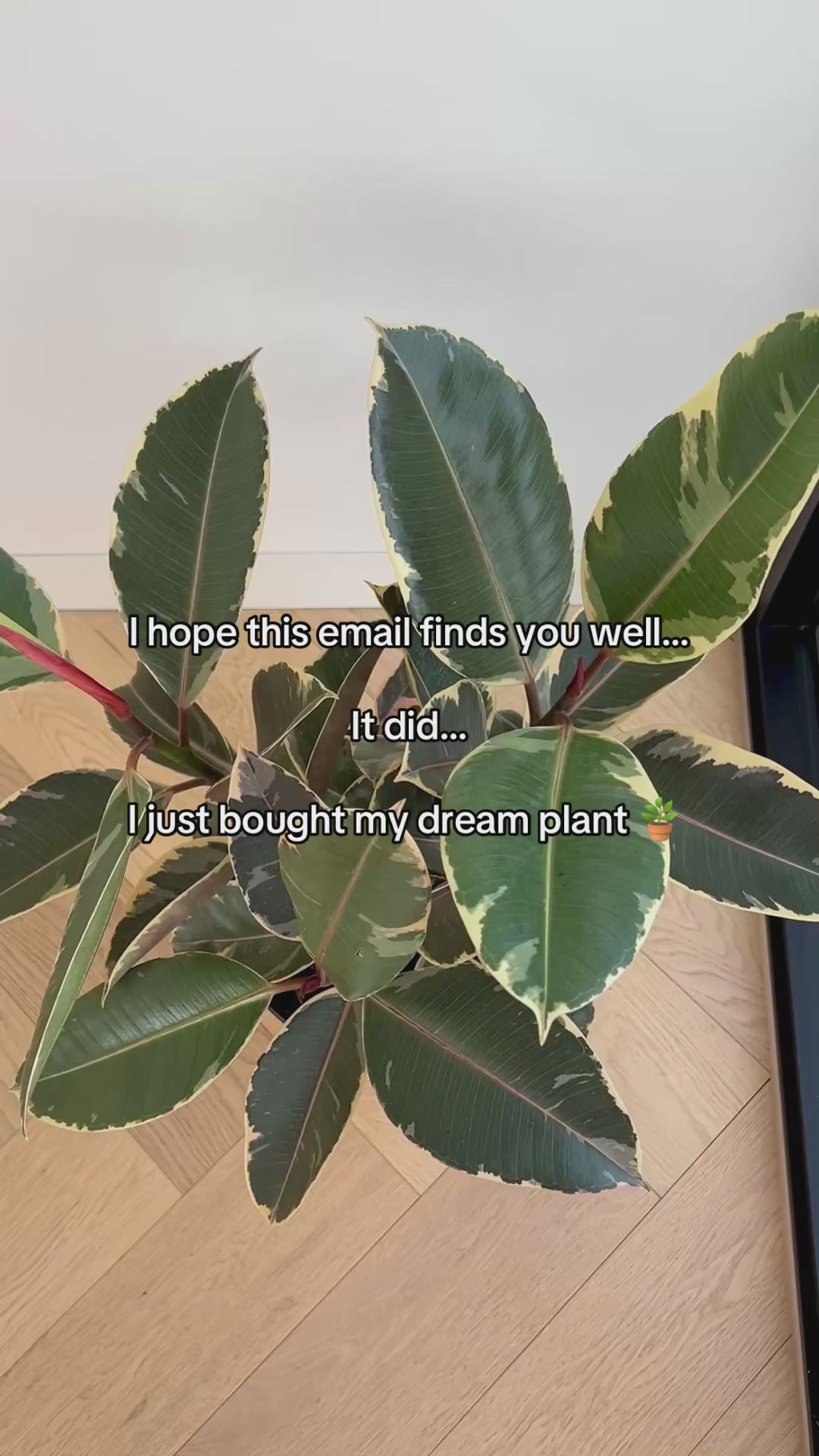 Ficus Elastica Ruby Tinneke Rubber Plant 24cm