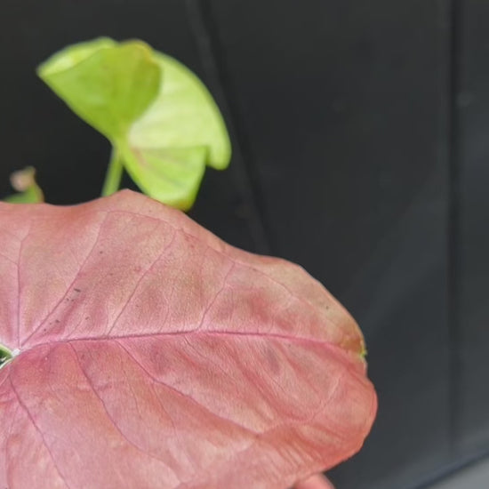 Neon Robusta Syngonium Neon 12cm plant pink leaves