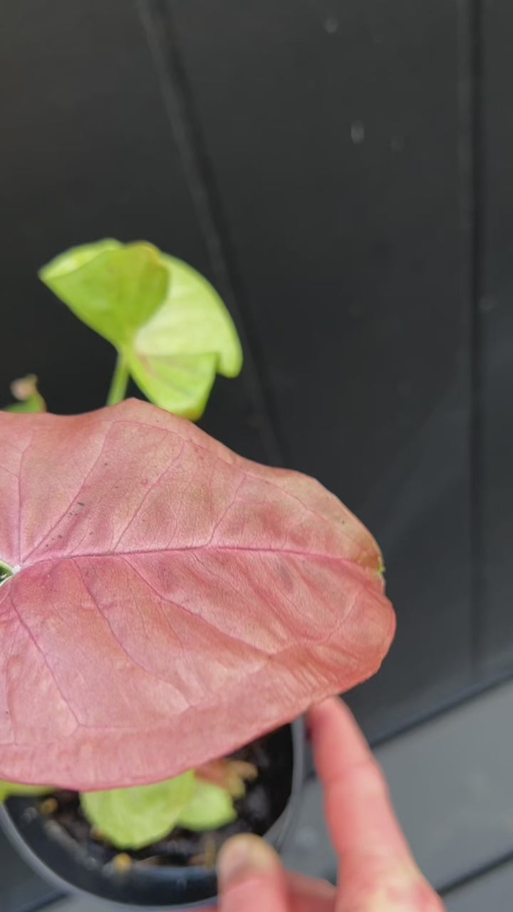 Neon Robusta Syngonium Neon 12cm plant pink leaves