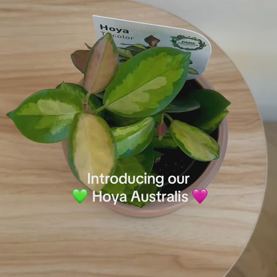 Hoya Australis Tricolour variegated indoor plant 10cm Pet Friendly