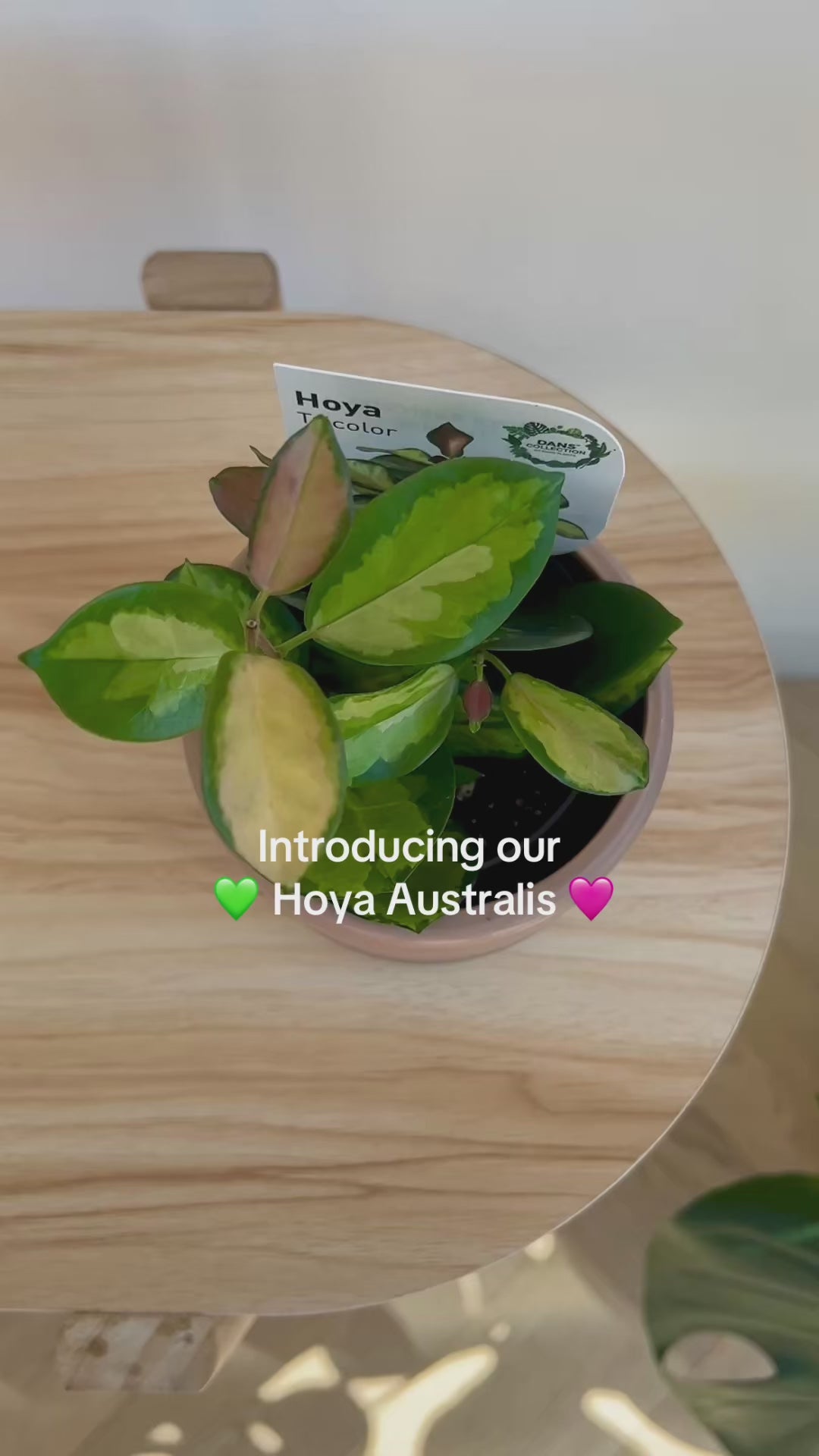 Hoya Australis Tricolour variegated indoor plant 10cm Pet Friendly