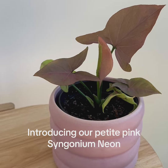 Neon Robusta (Pink Syngonium Neon) Indoor Plant 10cm in Pink Coil Ceramic Pot
