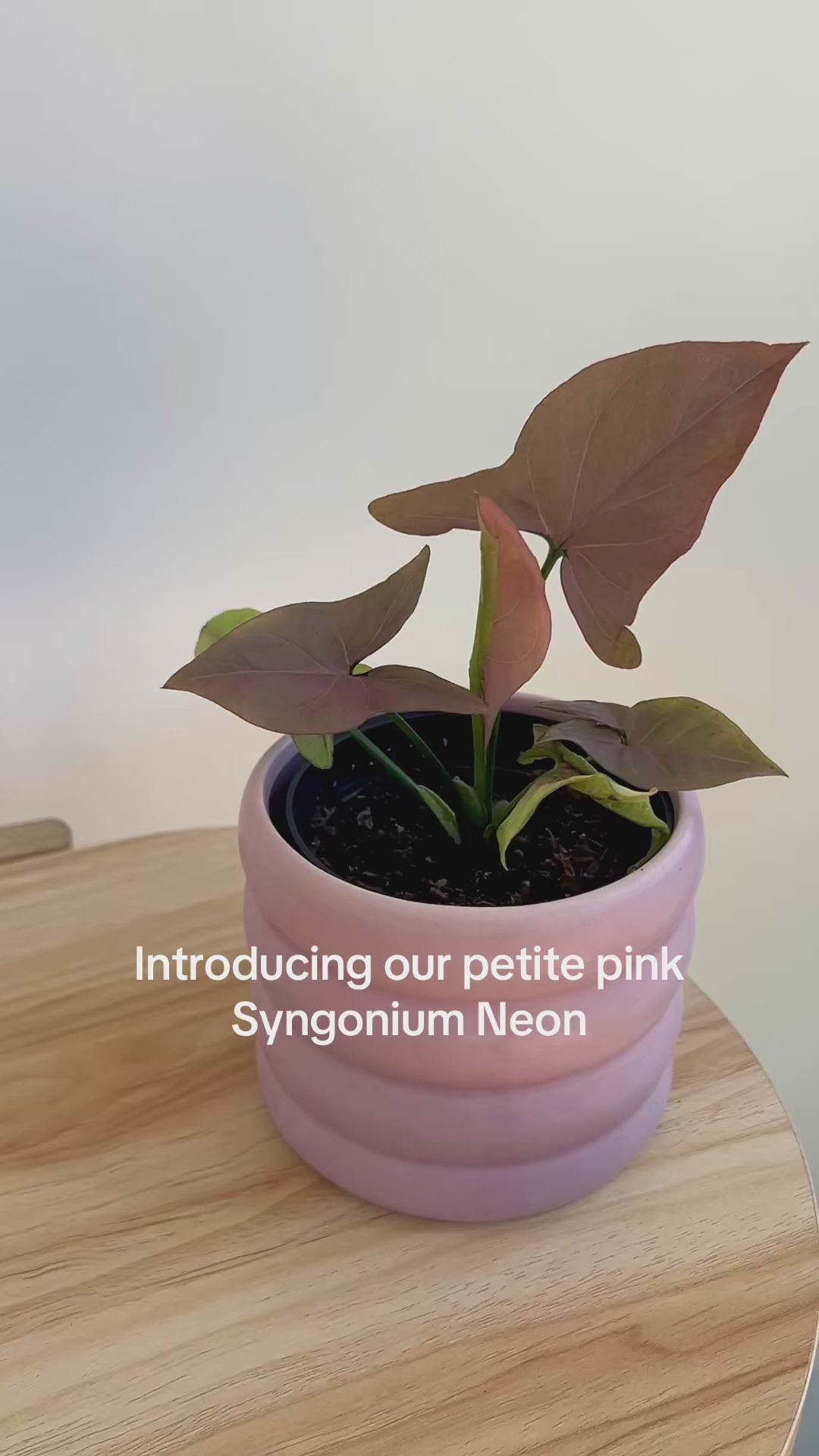 Neon Robusta (Pink Syngonium Neon) Indoor Plant 10cm in Pink Coil Ceramic Pot