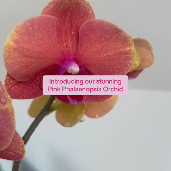 Pink Orchid (Phalaenopsis Orchid) 17cm in Pink Speckled Terrazzo Pot