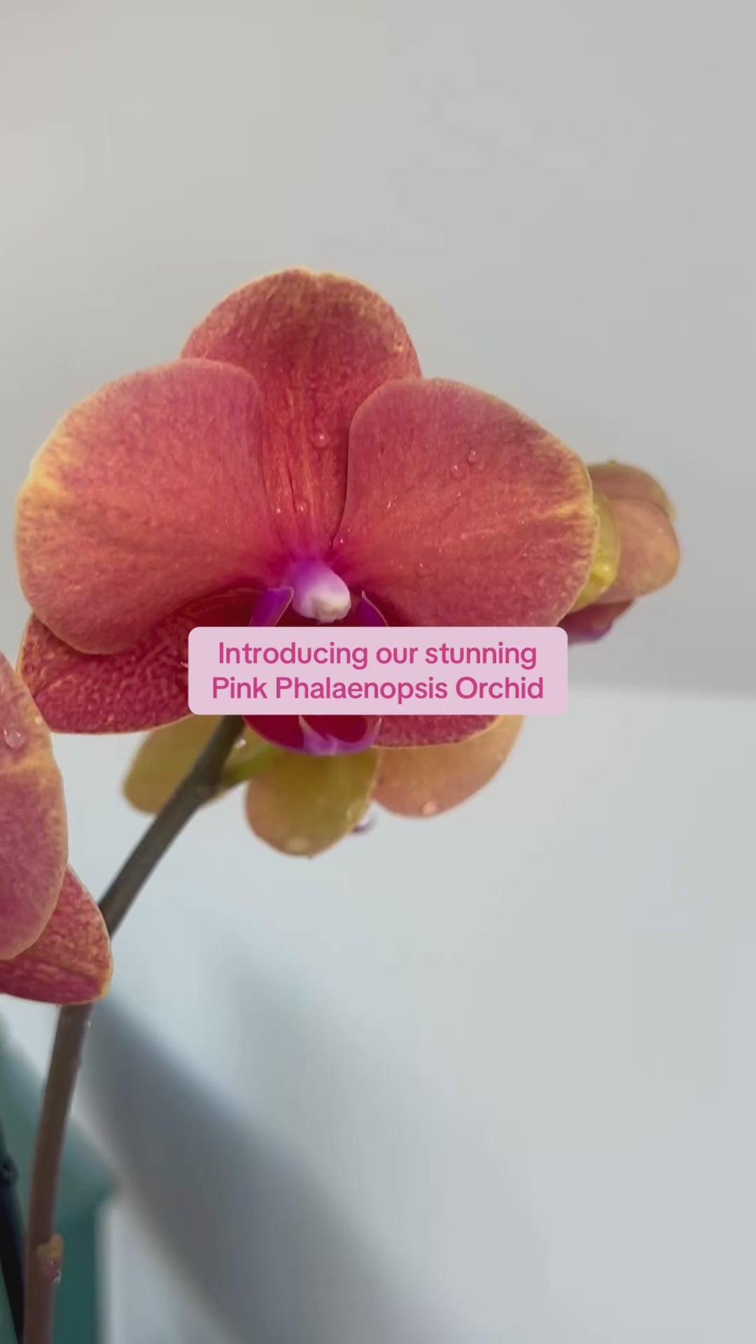 Pink Orchid (Phalaenopsis Orchid) 17cm in Pink Speckled Terrazzo Pot
