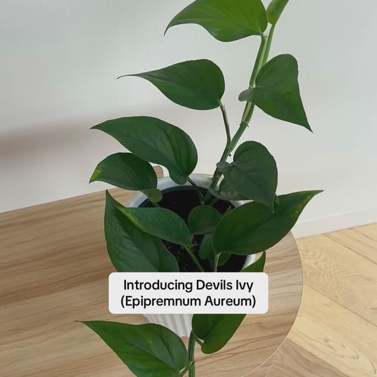 Devils Ivy (Epipremnum Aureum) Indoor Plant 14cm