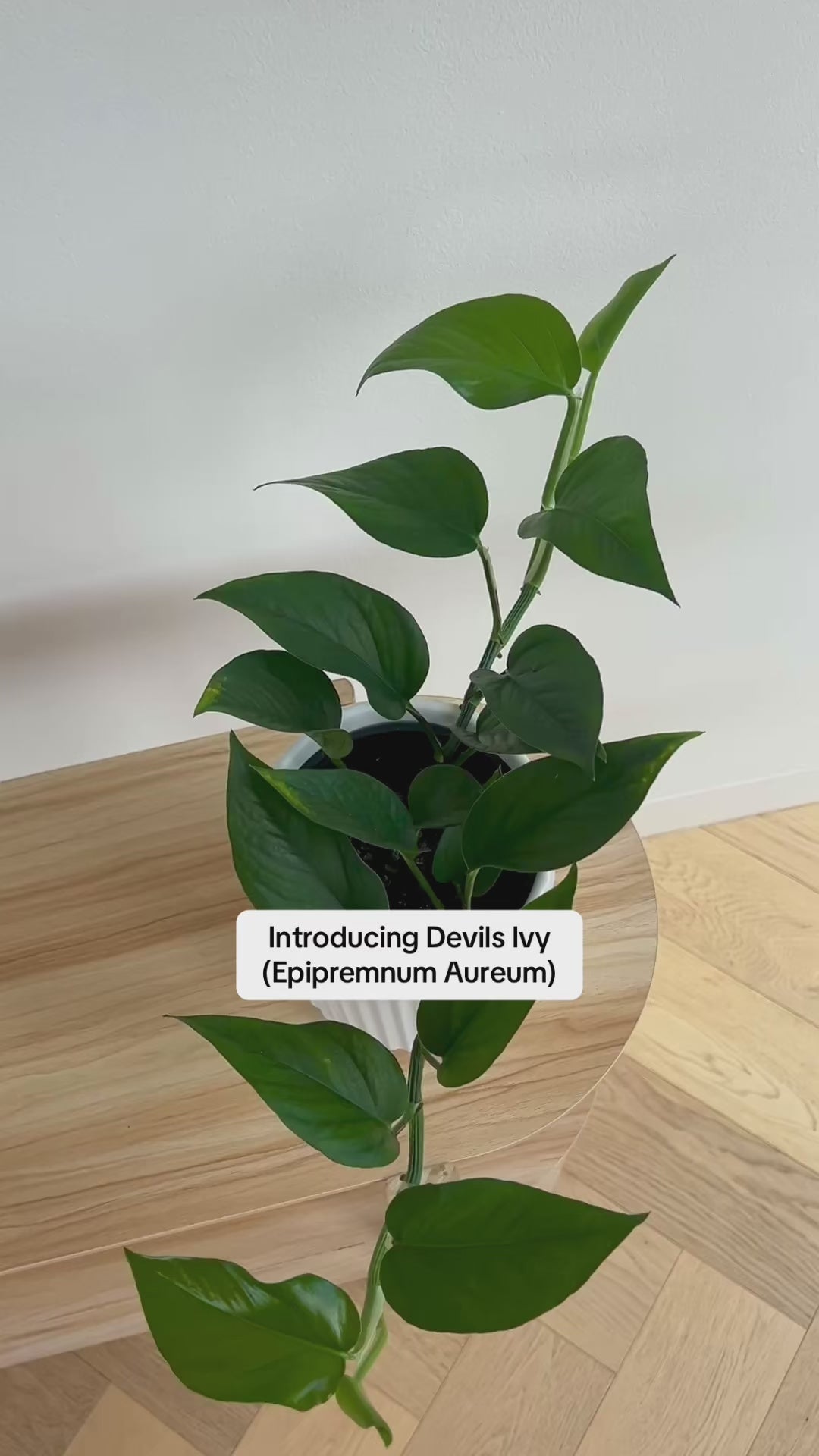 Devils Ivy (Epipremnum Aureum) Indoor Plant 14cm