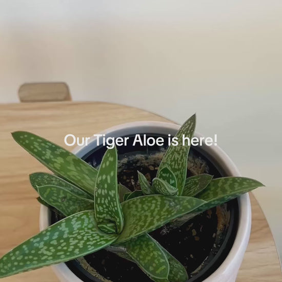 Tiger Aloe Indoor Plant in Beige Ceramic Coil Decorative Pot and Diamond Braided Macrame Plant Hanger