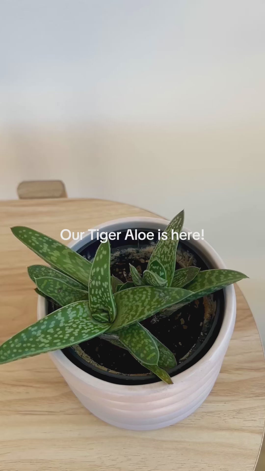 Tiger Aloe Indoor Plant in Beige Ceramic Coil Decorative Pot and Diamond Braided Macrame Plant Hanger