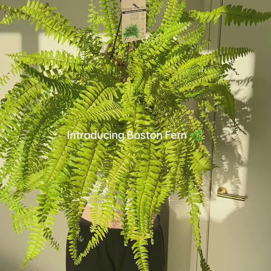 Boston Fern (Nephrolepis Exaltata) Indoor Plant 20cm Boho chic Statement Plant Soft Leaves and Pet Friendly