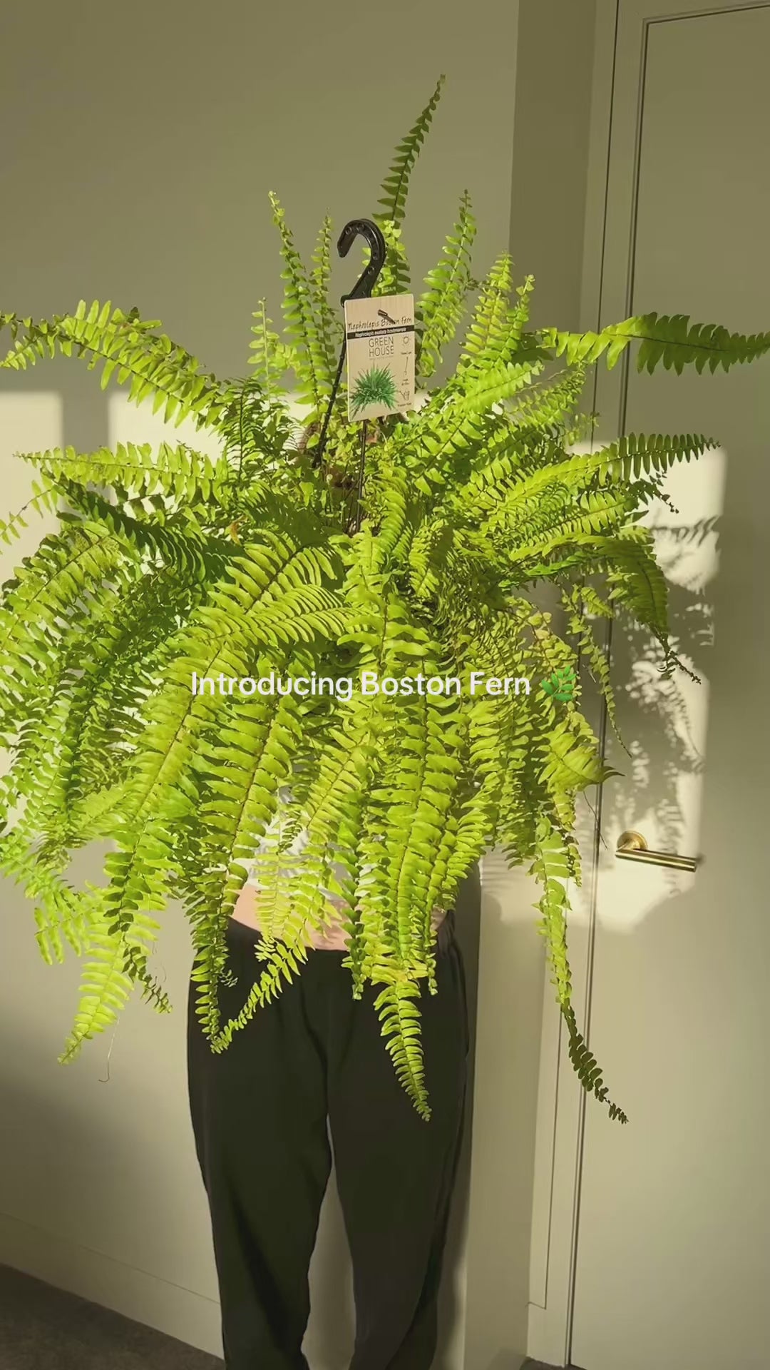 Boston Fern (Nephrolepis Exaltata) Indoor Plant 20cm Boho chic Statement Plant Soft Leaves and Pet Friendly