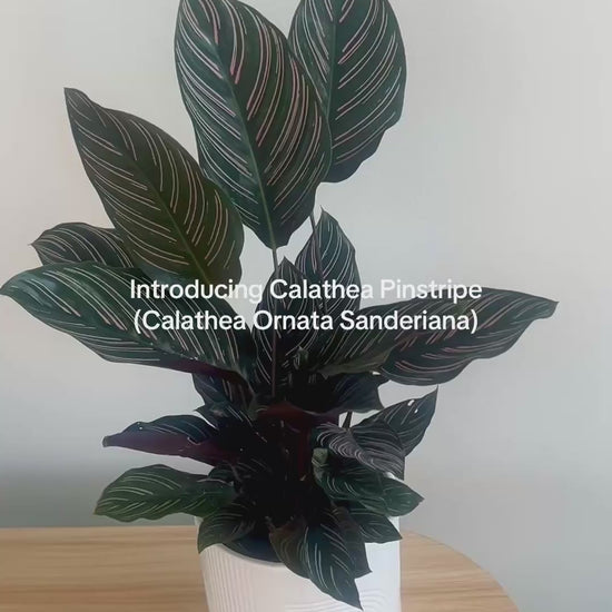 Calathea Pinstripe Ornata Sanderiana in glossy white swirl decorative pot 14cm pet friendly plant

