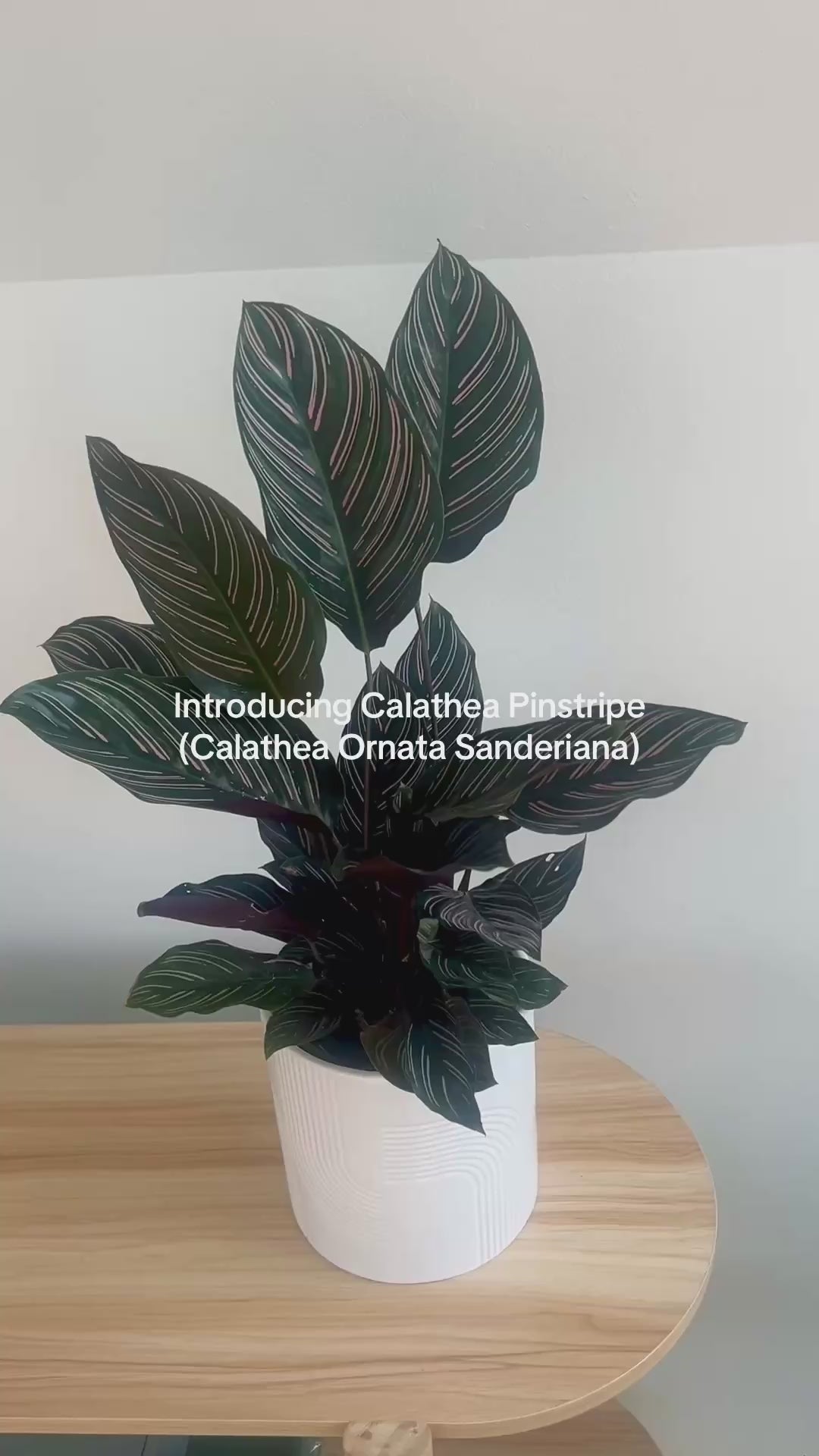 Calathea Pinstripe Ornata Sanderiana in glossy white swirl decorative pot 14cm pet friendly plant

