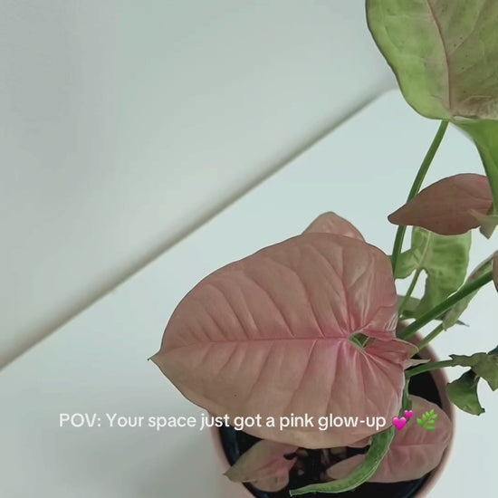 Neon Robusta (Pink Syngonium Neon) Indoor Plant 12cm