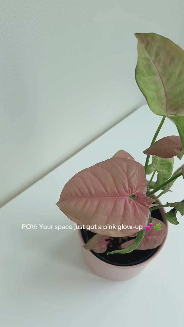 Neon Robusta (Pink Syngonium Neon) Indoor Plant 12cm