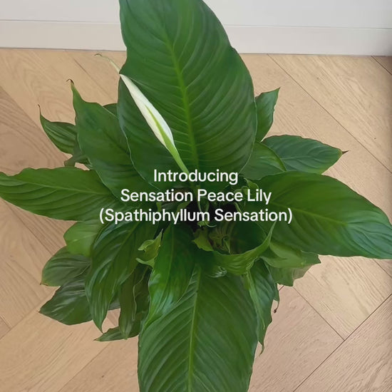 Sensation Peace Lily (Spathiphyllum Sensation) 17cm