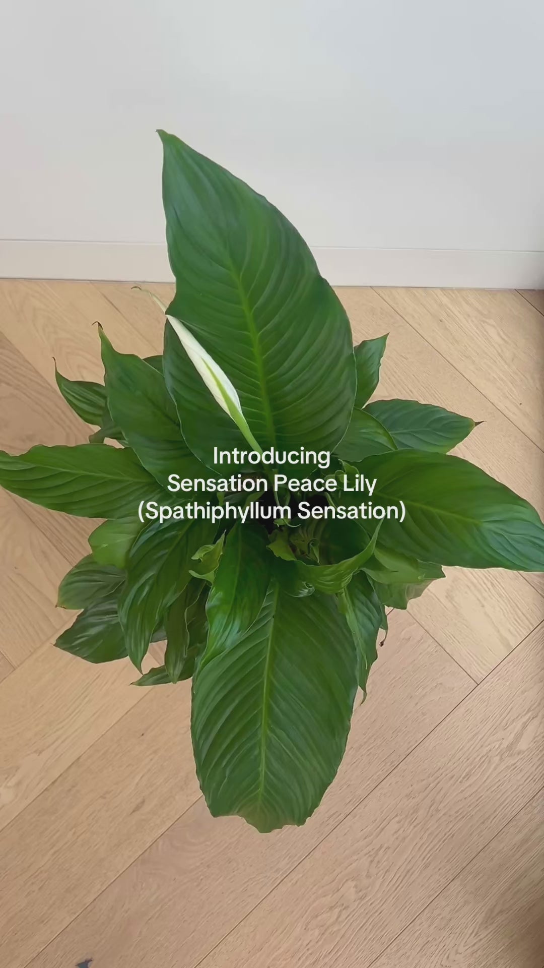 Sensation Peace Lily (Spathiphyllum Sensation) 17cm