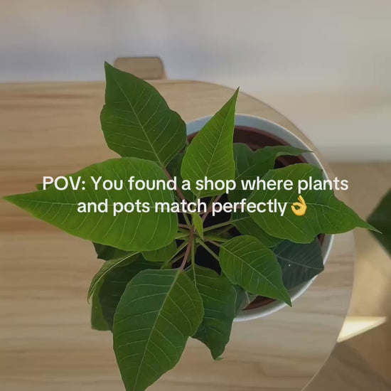 Green Poinsettia Plant 12cm in matching white ceramic pot