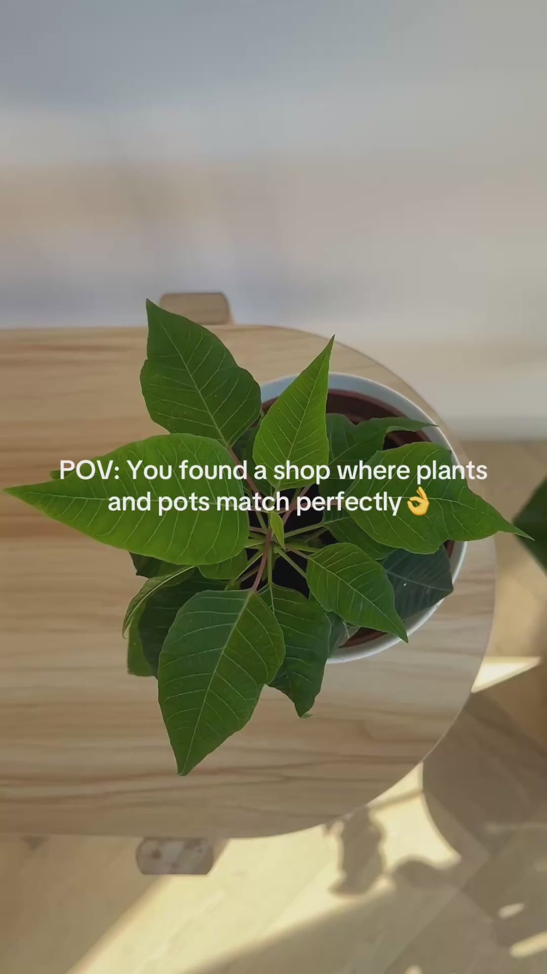 Green Poinsettia Plant 12cm in matching white ceramic pot