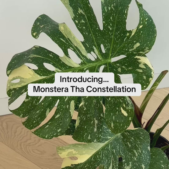 Monstera Thai Constellation 20cm Indoor Variegated House Plant