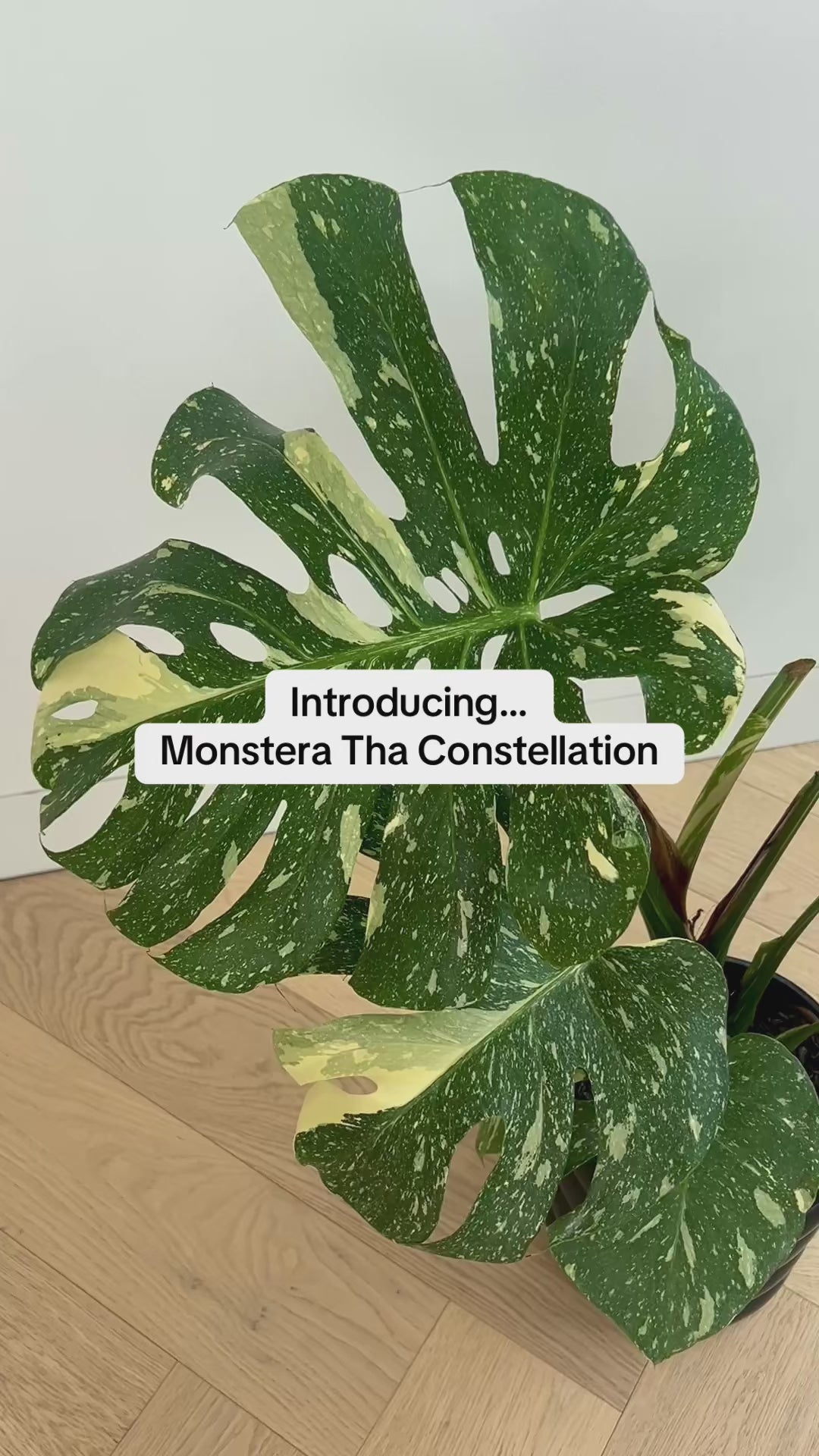 Monstera Thai Constellation 20cm Indoor Variegated House Plant