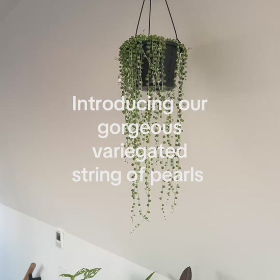 Variegated String of Pearls (Senecio Rowleyanus) Indoor Plant 15cm Boho Chic Style Trailing Plant Succulent