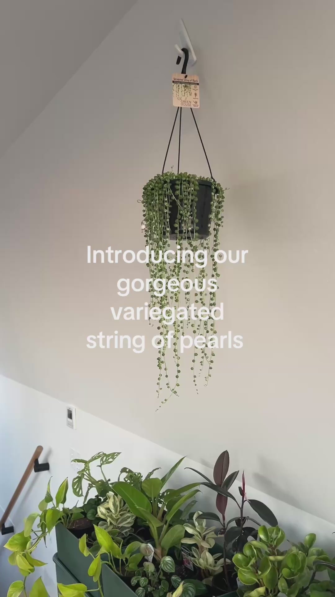 Variegated String of Pearls (Senecio Rowleyanus) Indoor Plant 15cm Boho Chic Style Trailing Plant Succulent