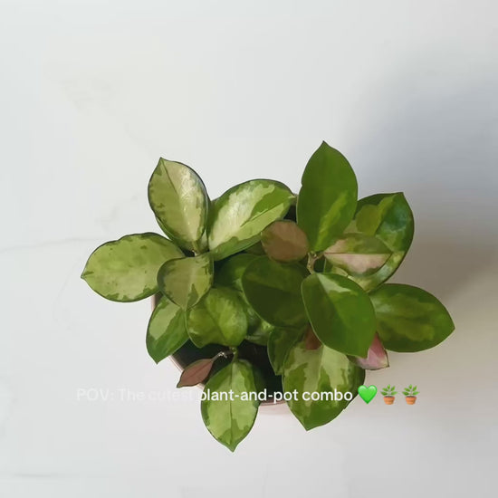 Blush pink ceramic plant pot 12cm with Hoya plant