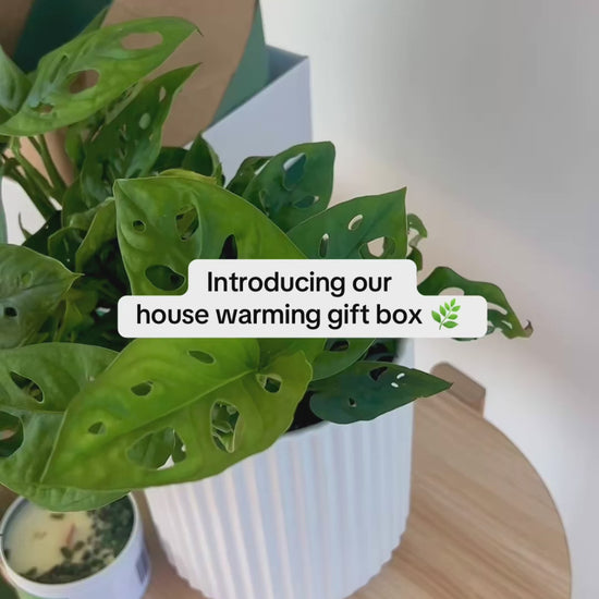 House_Warming_Gift_Box_Monstera_Monkey_Mask_14cm_White_Ribbed_Ceramic_Pot_and_Soy_Gem_Green_Aventurine_Persian_Lime_and_Lemongrass_Candle