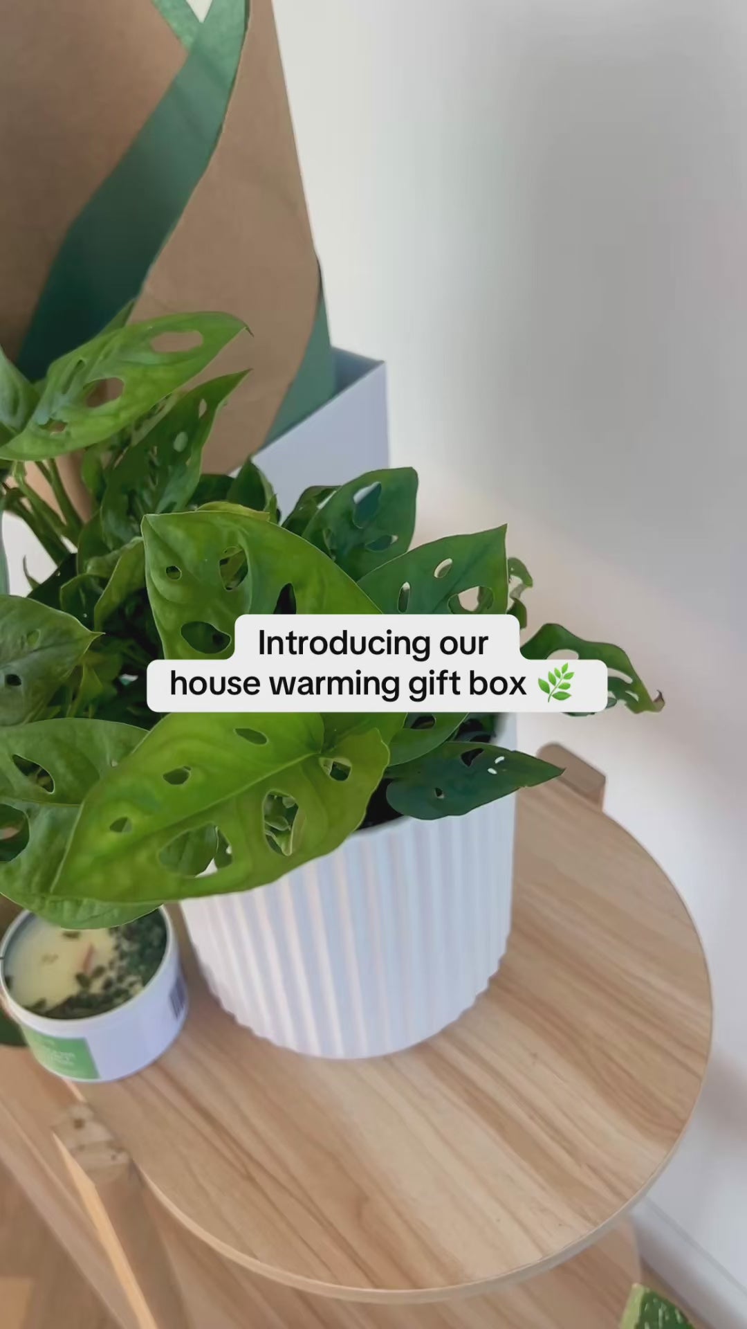 House_Warming_Gift_Box_Monstera_Monkey_Mask_14cm_White_Ribbed_Ceramic_Pot_and_Soy_Gem_Green_Aventurine_Persian_Lime_and_Lemongrass_Candle