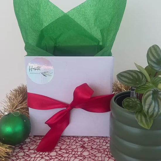 Christmas Plant Gift Box with Chocolates Monstera Monkey Mask Adansonii Plant