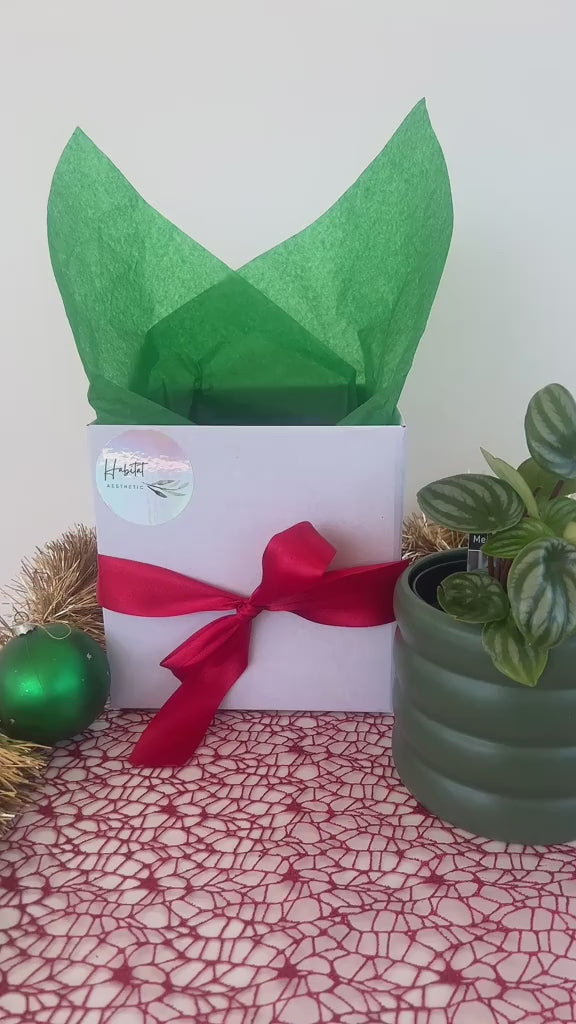 Christmas Plant Gift Box with Chocolates Monstera Monkey Mask Adansonii Plant