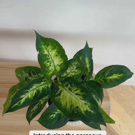 Leopard Lily (Dieffenbachia Maculata) Indoor Plant 14cm