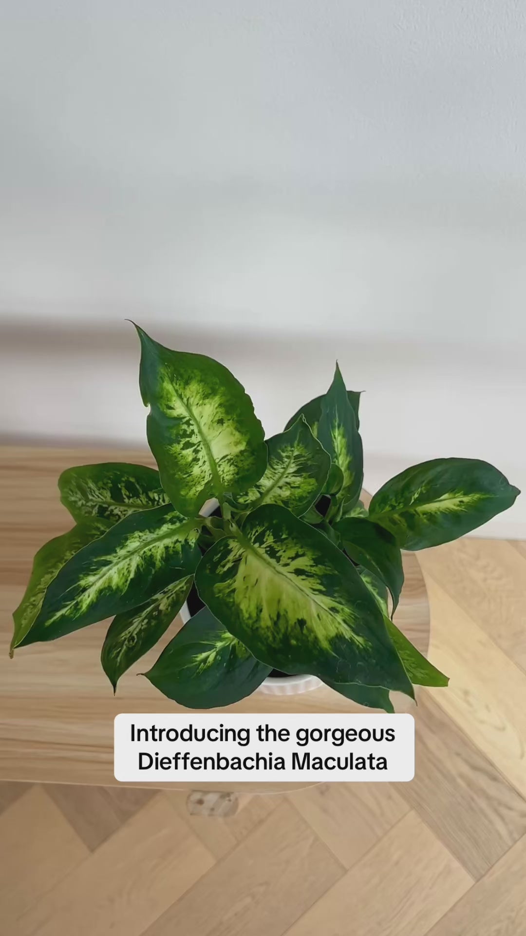 Leopard Lily (Dieffenbachia Maculata) Indoor Plant 14cm