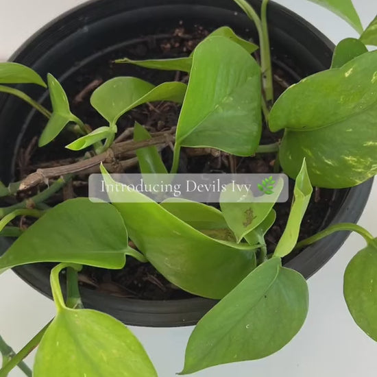 Devils Ivy Epipremnum Aureum Indoor Trailing Plant in 20cm basket