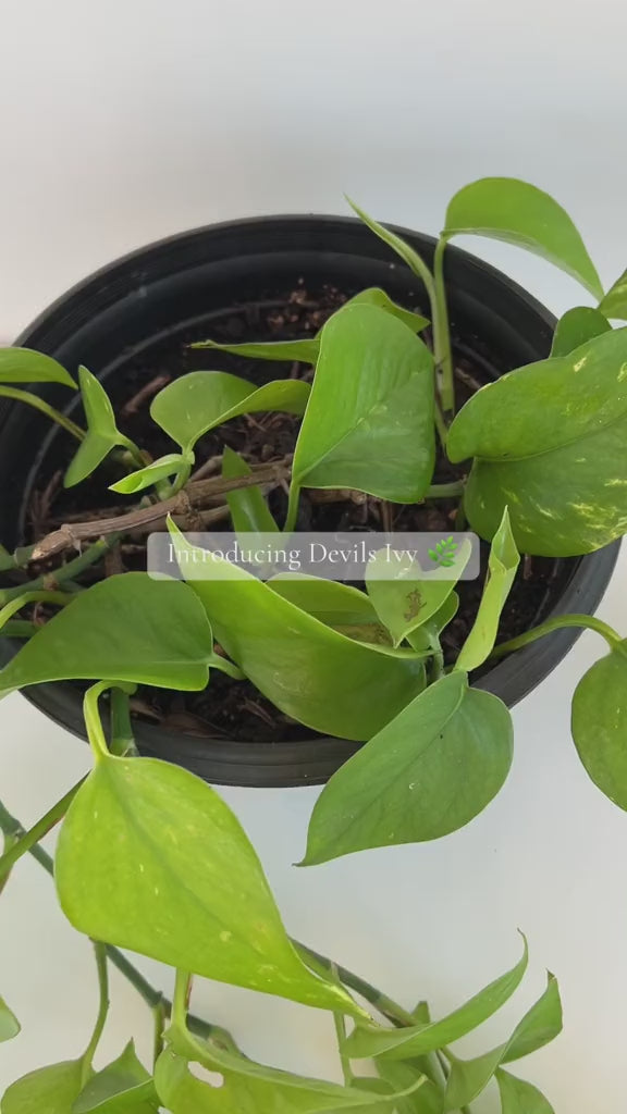 Devils Ivy Epipremnum Aureum Indoor Trailing Plant in 20cm basket