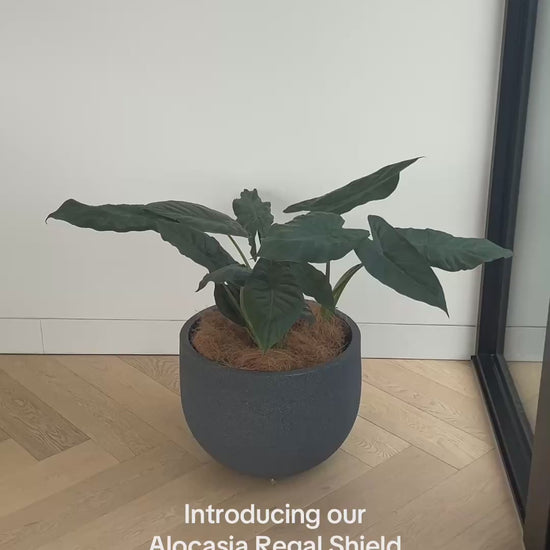 Alocasia Regal Shield 35cm Statement Indoor Plant